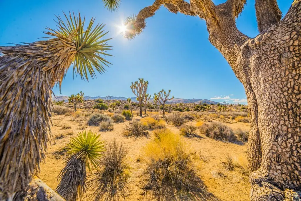 Gay PALM SPRING California Travel Guide